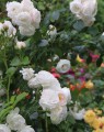 Bodembedekkende roos 'Kent'