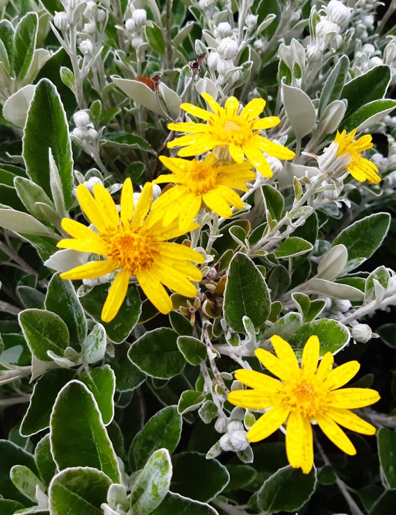 Brachyglottis 'Sunshine' (= Senecio sunshine) (Brachyglottis 'Sunshine' (= Senecio sunshine))