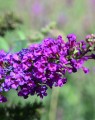 Buddleja davidii 'Blue chip' (Vlinderplant)