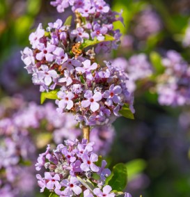 Buddleja alternifolia (Vlinderplant)