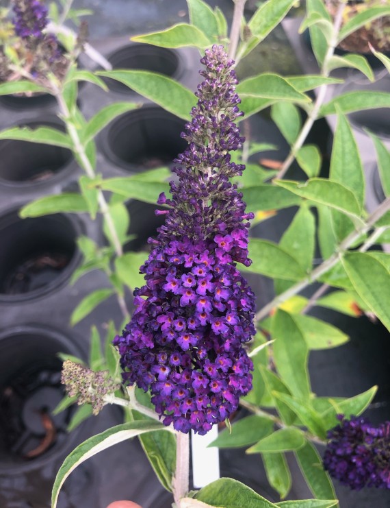 Buddleja davidii 'Black Knight' (Vlinderplant)
