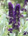 Buddleja davidii 'Black Knight' (Vlinderplant)