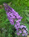 Buddleja davidii 'Empire Blue' (Vlinderplant)
