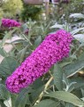 Buddleja davidii 'Summer Beauty' (Vlinderstruik)