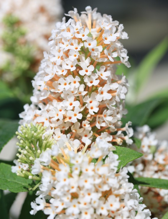 Buddleja davidii 'White Boucquet' (Vlinderstruik)