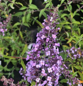 Buddleja davidii 'Nanho Blue' (Vlinderstruik)