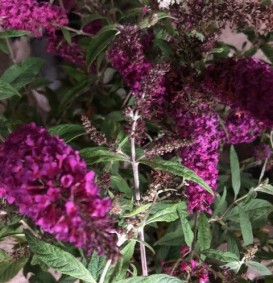 Buddleja davidii 'Summer Beauty' (Vlinderstruik)