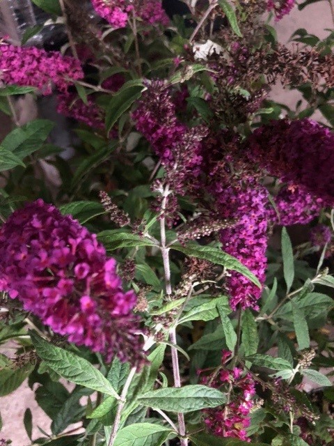 Buddleja davidii 'Summer Beauty' (Vlinderstruik)