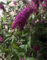 Buddleja davidii 'Summer Beauty' (Vlinderstruik)