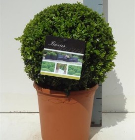 Buxus sempervirens - in bolvorm (Palm)