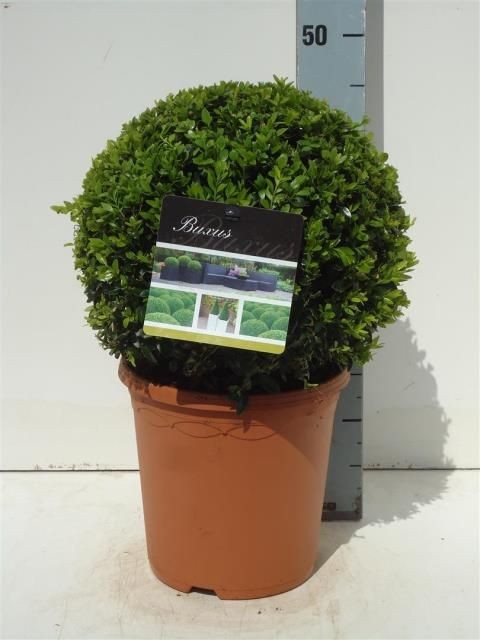 Buxus sempervirens - in bolvorm (Palm)