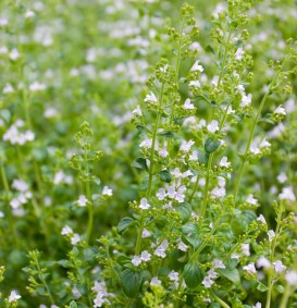 Calamintha nepeta 'Nepeta' (Steentijm)