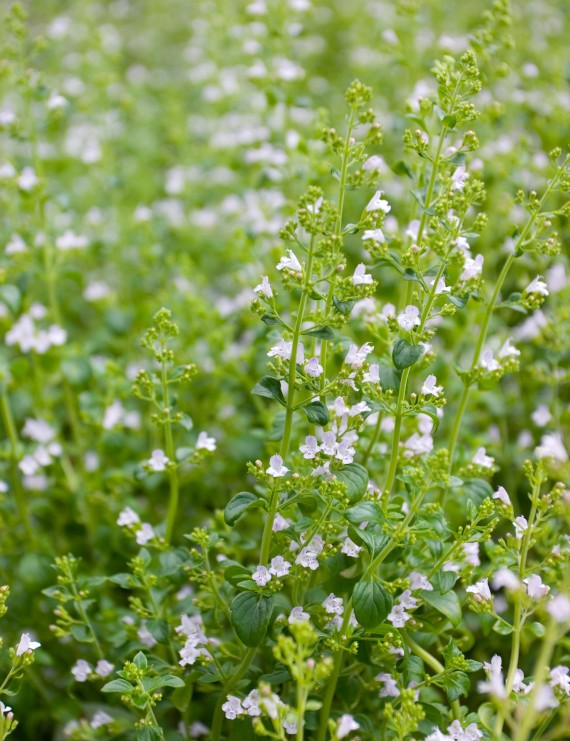 Calamintha nepeta 'Nepeta' (Steentijm)