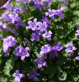 Campanula portenschlagiana (= muralis) (Klokjesbloem)