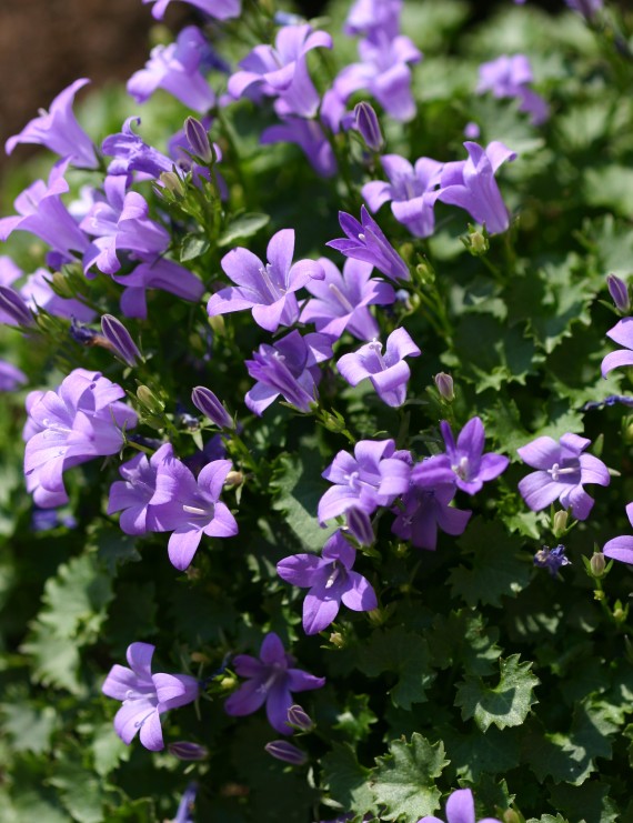 Campanula portenschlagiana (= muralis) (Klokjesbloem) Campanula portenschlagiana (= muralis) (Klokjesbloem)