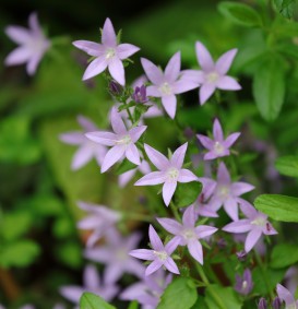Campanula poscharskyana (Klokjesbloem)