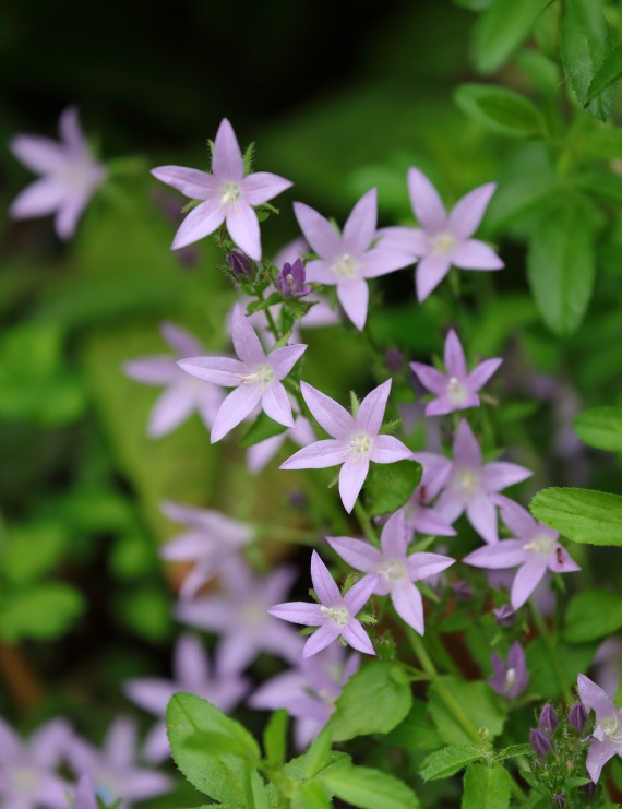 Campanula poscharskyana (Klokjesbloem)