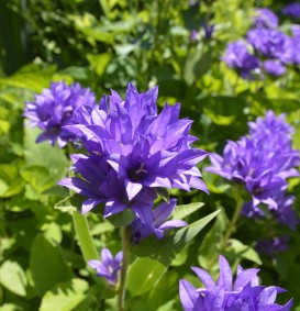 Campanula glomerata 'Superba' (Klokjesbloem) Campanula glomerata 'Superba' (Klokjesbloem)