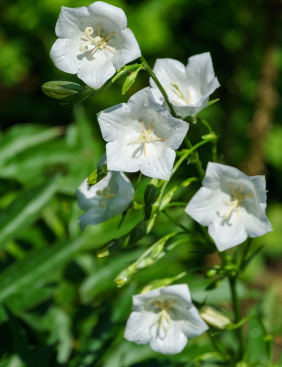 Campanula persicifolia 'Alba' (Klokjesbloem)