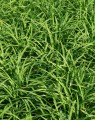Carex foliosissima 'Irish green' (Zegge) Carex foliosissima 'Irish green' (Zegge)