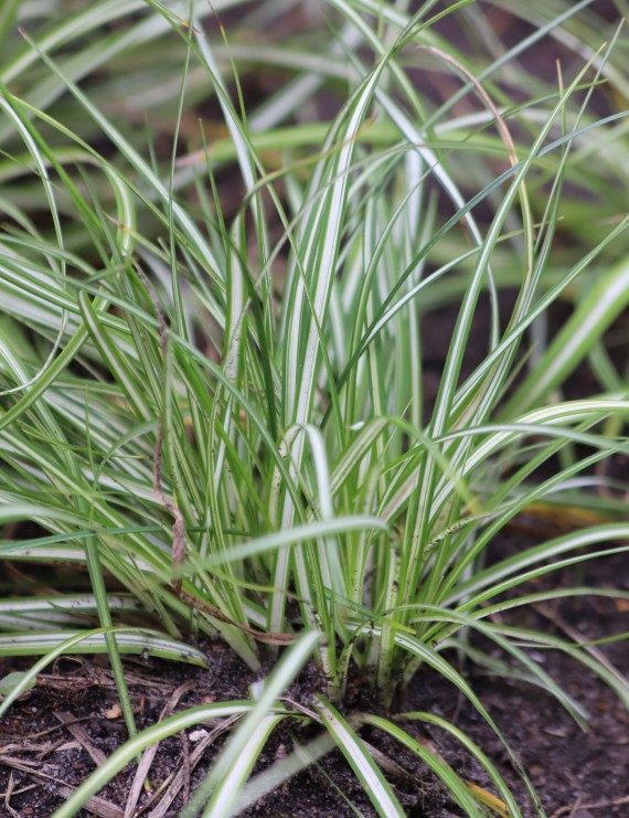 Carex ornitopoda 'Variegata' (Zegge)