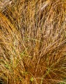 Carex testacea 'Prairie Fire' (Oranjezegge)