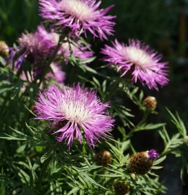 Centaurea dealbata (Korenbloem)