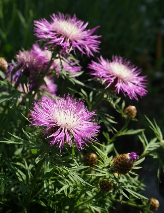 Centaurea dealbata (Korenbloem)