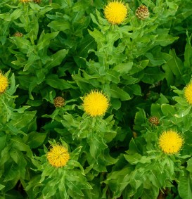 Centaurea macrocephala (Korenbloem)