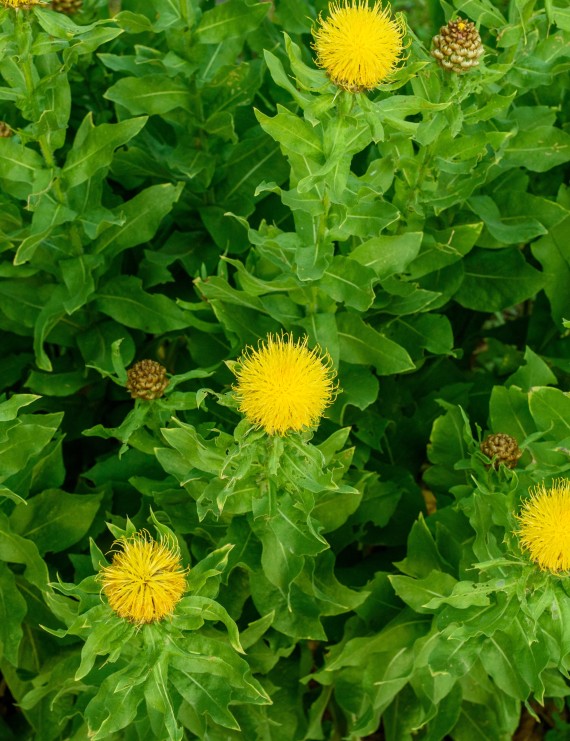 Centaurea macrocephala (Korenbloem)