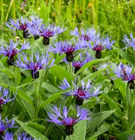 Centaurea montana 'Caerulea' (Korenbloem)