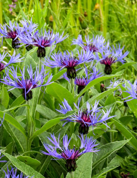 Centaurea montana 'Caerulea' (Korenbloem)