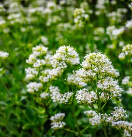 Centranthus ruber 'Albus' (Valeriaan - Spoorbloem)