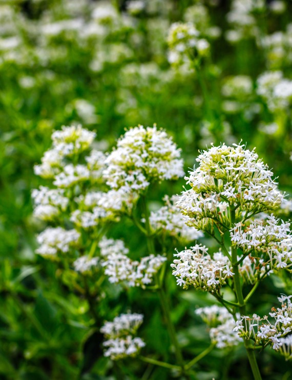 Centranthus ruber 'Albus' (Valeriaan - Spoorbloem)