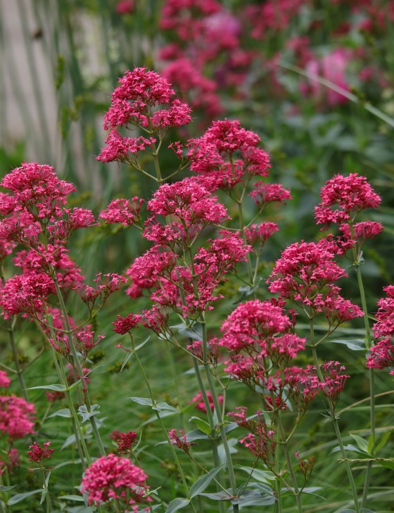 Centranthus ruber 'Coccineus' (Valeriaan)
