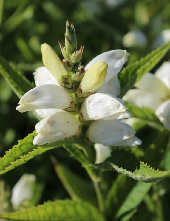 Chelone oblique 'Alba' (Schildpadbloem)