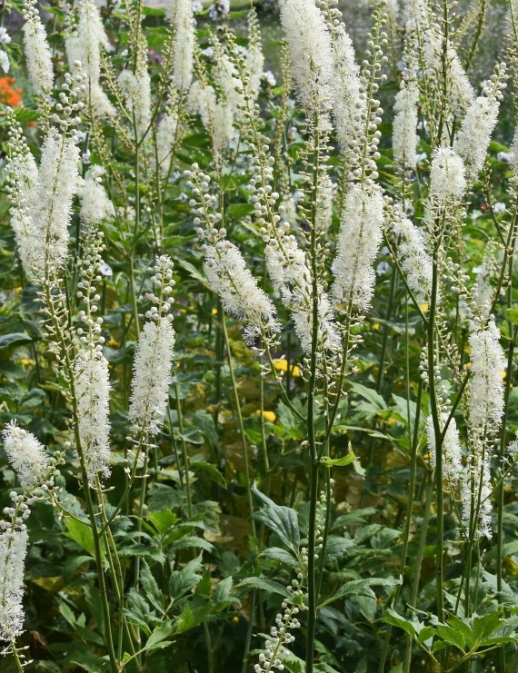 Cimicifuga simplex 'White Pearl' (Zilverkruid)