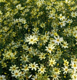 Coreopsis verticillata 'Moonbeam' (Meisjesogen)