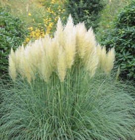 Cortaderia selloana 'Pumila' (Pampasgras)