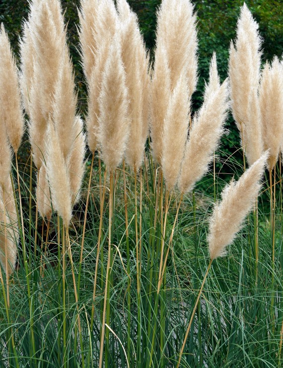 Cortaderia selloana  (=generium) (Pampasgras)