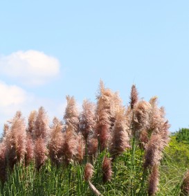 Cortaderia selloana 'Rosea' (=generium) (Pampasgras) Cortaderia selloana 'Rosea' (=generium) (Pampasgras)