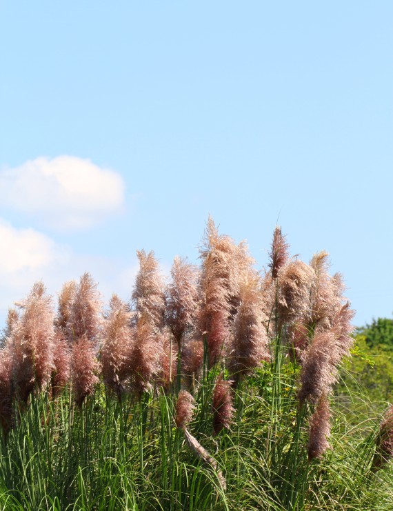 Cortaderia selloana 'Rosea' (=generium) (Pampasgras)