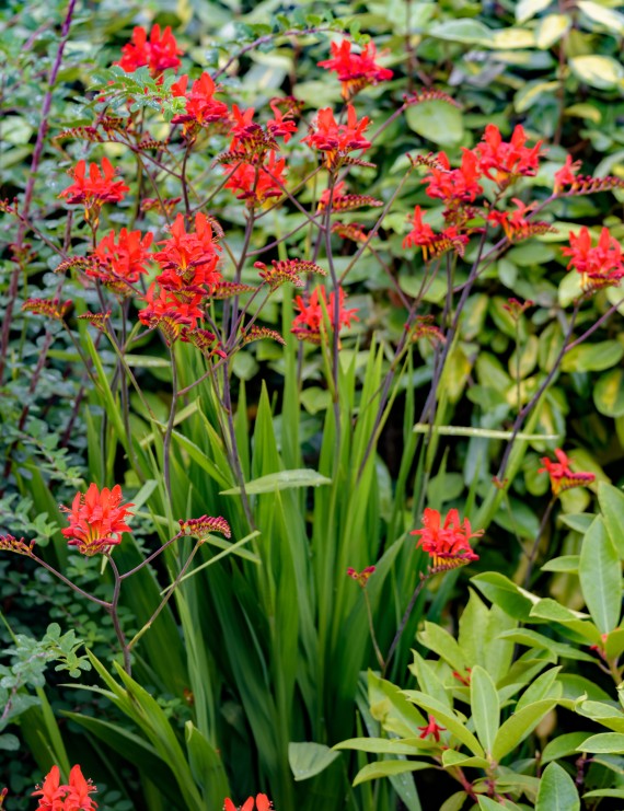 Crocosmia masoniorum 'Lucifer' (Montbretia) Crocosmia masoniorum 'Lucifer' (Montbretia)