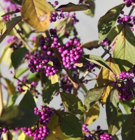 Callicarpa bodinieri 'Profusion'