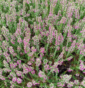 Calluna vulgaris 'Perestrojka' (Bezemheide - struikheide)