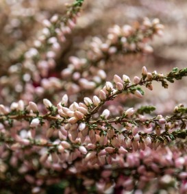 Calluna vulgaris 'Silver Knight' (Bezemheide - struikheide)