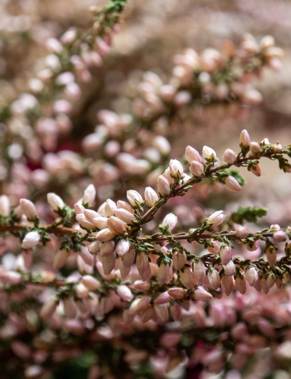 Calluna vulgaris 'Silver Knight' (Bezemheide - struikheide)