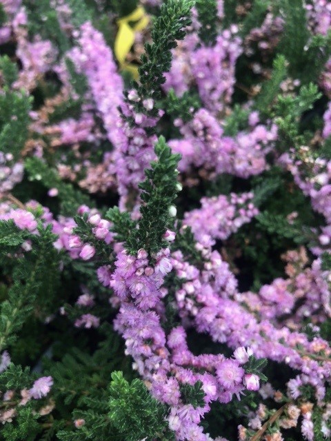 Calluna vulgaris 'Anne Marie' (Bezemheide - struikheide)