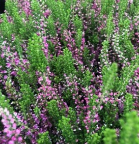 Calluna vulgaris 'Dark Beauty' (Bezemheide - struikheide)