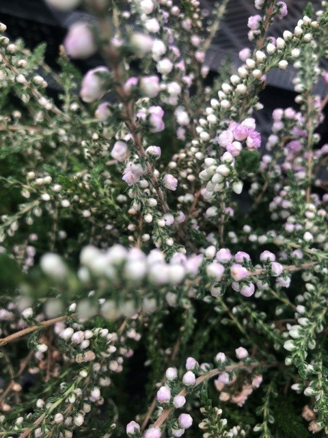 Calluna vulgaris 'Elsie Purnell' (Bezemheide - struikheide)